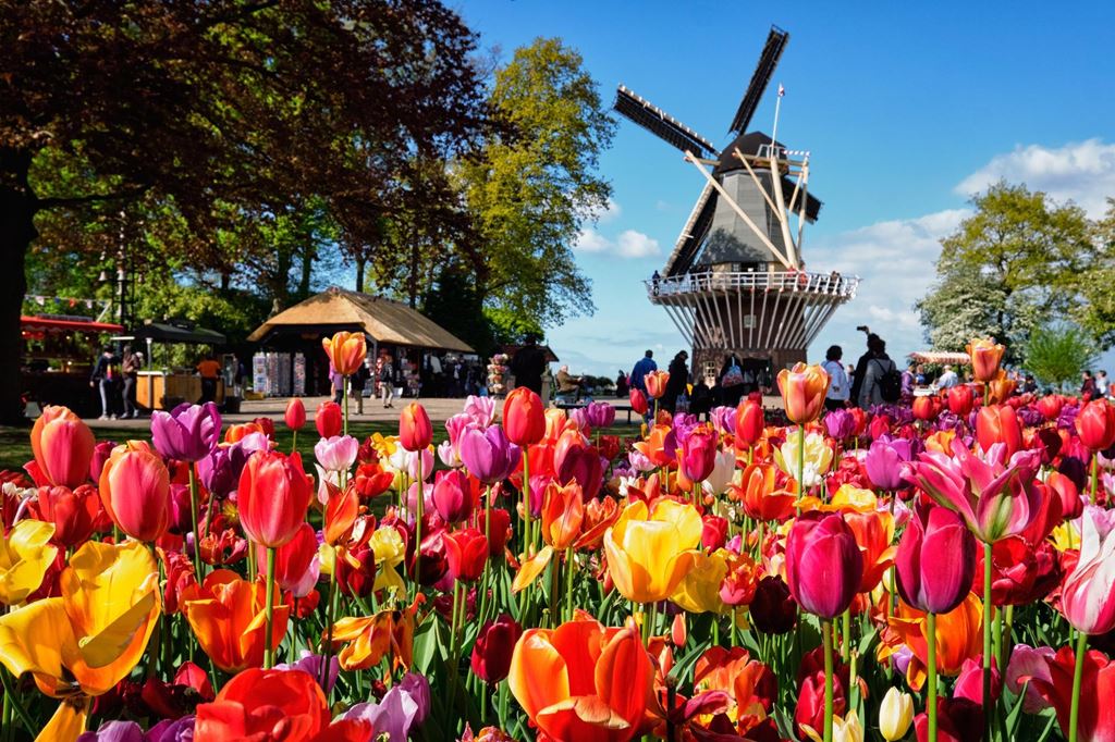 Kvetinove-korzo-Za-tulipany-do-Holandska-4