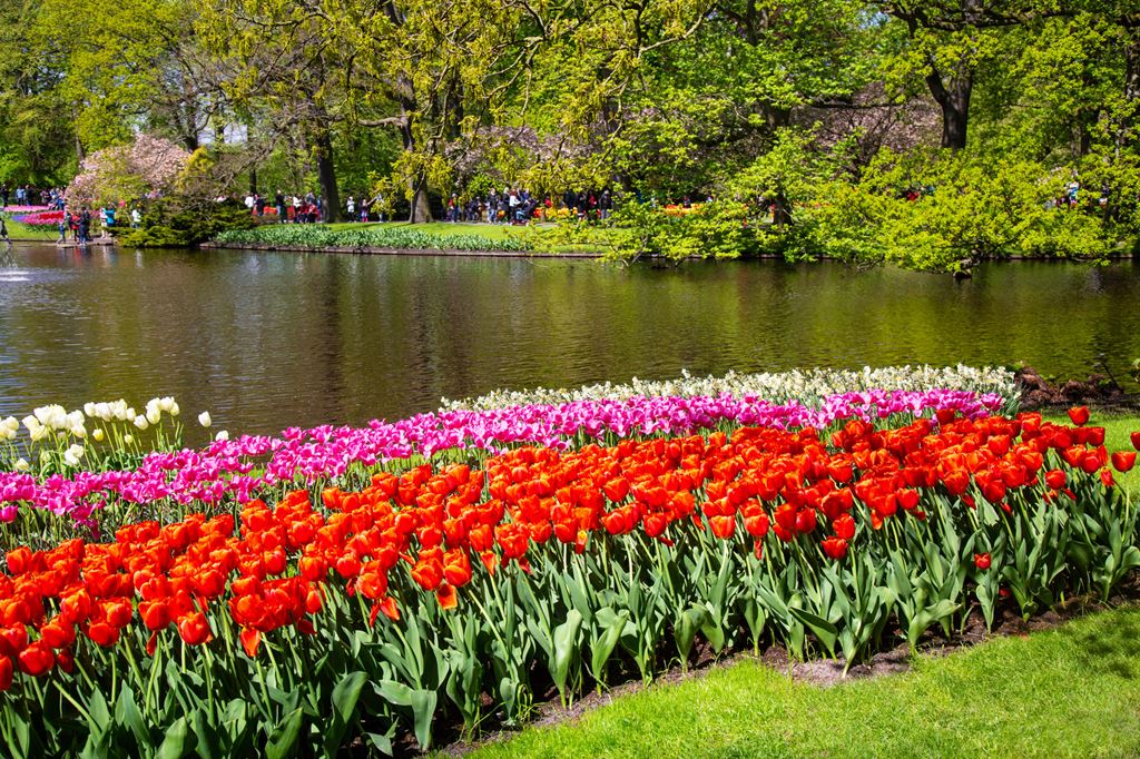 Kvetinove-korzo-Za-tulipany-do-Holandska-5