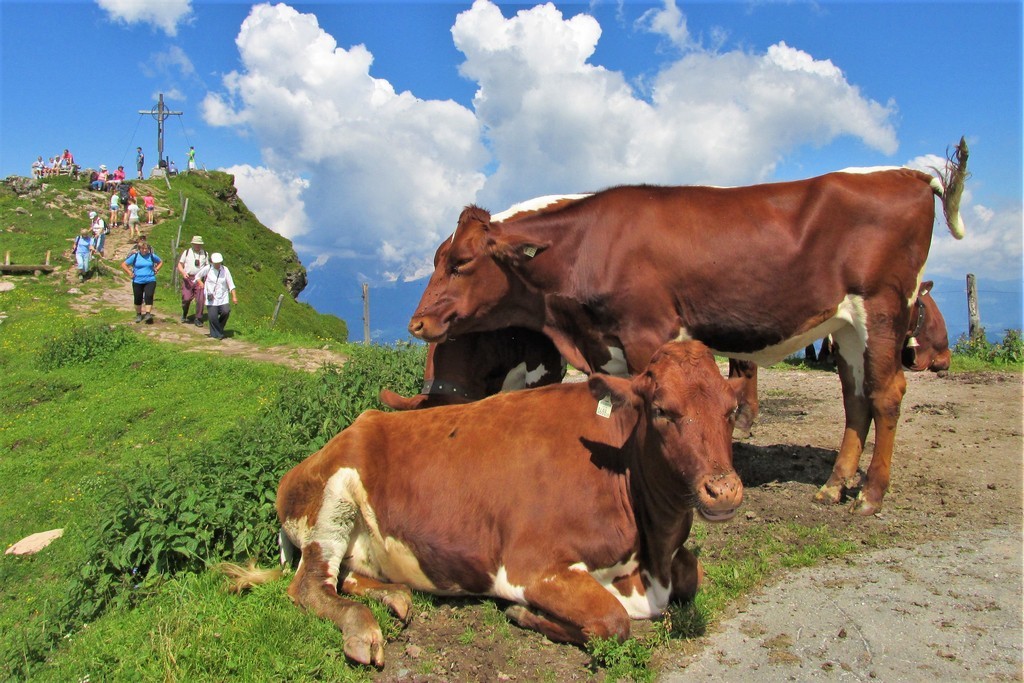 Kitzb252helske-Alpy-Pohodova-turistika-lanovkami-8